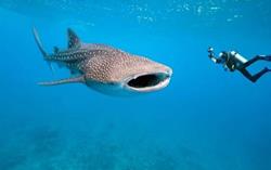 Maldives Liveaboard - Conte Max.